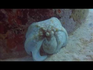 Amazing Octopus changing colors and shapes