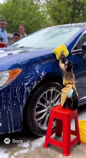 This Monkey Takes His Car Cleaning Job TOO Seriously 💀