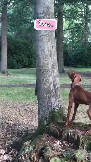 Chasing Shadows!! The Tragic Story of a Dog Failing to Catch a Squirrel #CuteDog