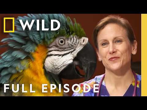 Gator-Aid (Full Episode) | Dr. K's Exotic Animal ER | Nat Geo Animals