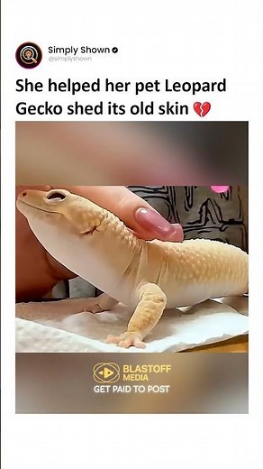 Leopard Gecko: Cute, calm & unique! Discover amazing facts about this fascinating desert lizard.