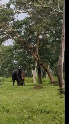 Huge Wild elephant walking along road #elephant