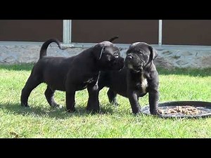 Unsere 4 Wochen alten Cane Corso Welpen aus Mona & Padie.