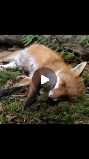 Nature’s Metal on Instagram: "Timelapse of a dead fox decomposing. Decomposition can be broken down into 5 individual stages. 1. Fresh: Right after death, the body’s cells are still alive, but they stop working together. This stage begins immediately after the heart stops beating and can last for a few hours to a couple of days. 2. Bloat: Gases produced by bacteria inside the body cause it to swell and become bloated. This occurs as the body’s tissues break down, and it usually starts a few days