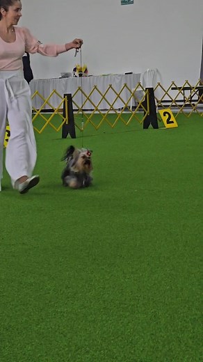 Adorable Yorkie Puppy Compilation - Best Yorkie Videos