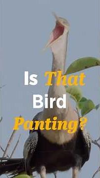 Why Are These Birds Panting—and Gular Fluttering? #birdbehavior