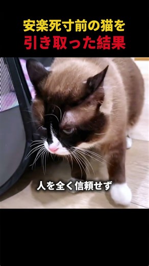 安楽死寸前の猫を引き取った結果