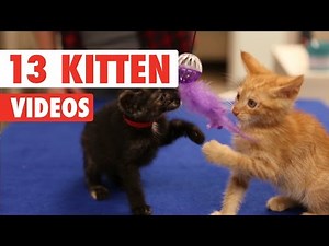 13 Funny Kitten Videos Compilation 2016
