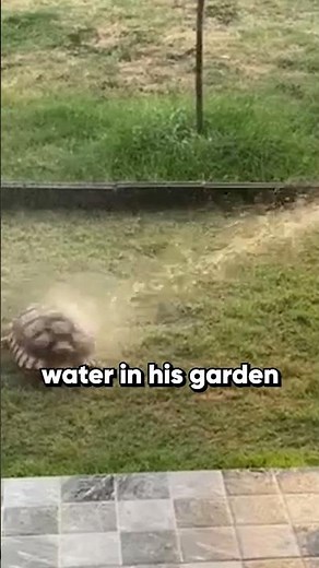Happy turtle dances in his garden shower 🚿