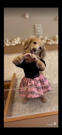 ミニチュアダックス ザックくん 恋とめダンス