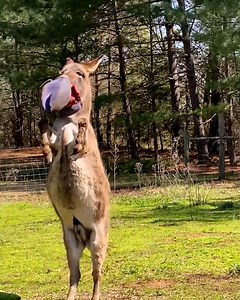 This donkey has a love for jolly balls! 😍 | MetDaan Makeup