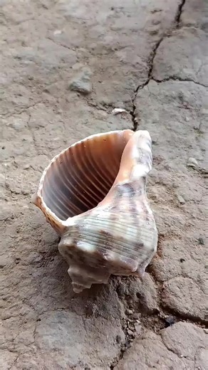Casting Aluminum at Home: Snail Shell Technique
