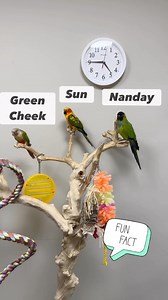 2.3K views · 159 reactions | Fun facts about 3 popular species of Conures and their noise levels 列 #parrotwizard #nandayconure #sunconure #greencheekconure #conure #conures #conurelove #conuresofinstagram #conuresofig #funfacts #parrotfacts #cuteparrot #cuteparrots #cutebirds #cuteanimals #happyparrot #parrot #parrots #parrotlife #loveparrots #parrotlove #parrotsofinstagram #parrotsofig #parrotstars #parrotstarsarlingtonheights | Parrot Stars | Facebook