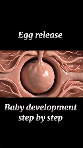 Pregnancy Process Week by Week | Inside Womb Development Explained #PregnancyJourney #BabyDevelopment #InsideWomb #PregnancyProcess #foryoupage