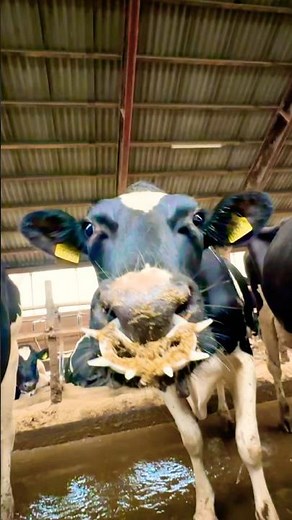 African piercing 🐮