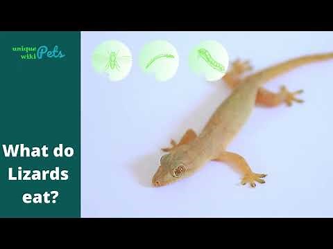 What do house geckos eat