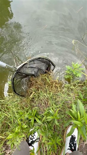 汚い池でガサガサしてみると…
