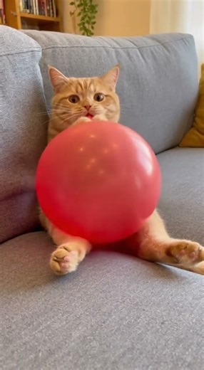 Boom Scared me! 🎈😺 Cat’s Balloon Surprise Gone Wrong!