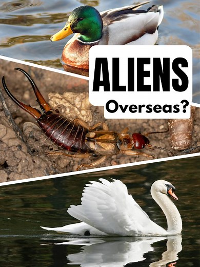 32K views · 547 reactions | Did you know that these native UK species are invasive aliens in other parts of the world? #nonnativespecies #aliens #wildlife #nature #ukwildlife | A Shot Of Wildlife | Facebook
