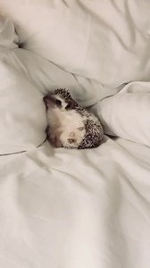 Hedgehog cuteness overload! 🦔❤️ 157 : Rate this clip 0–10 if you’re a true hedgehog lover! 💕 #Hedgehog | Meet My Hedgehog