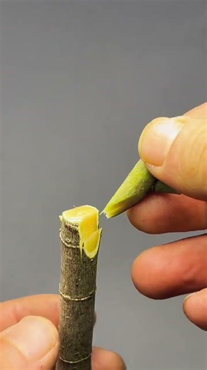 #Grafting Technique Sharing: Cambium Alignment is Key; You'll Understand Half After One View.