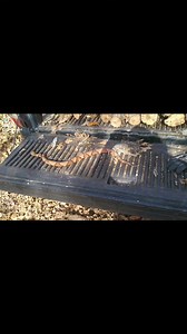 Biggest copperhead I've ever seen personally. It was best for me to get rid of him sorry if you don't agree. #fypシ #copperhead #facebookperformancebonus #TheGreatOutdoors #centraltexas | Achin For Bacon