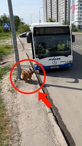 826K views · 9.8K reactions | Bus driver rescues stray dog (For entertainment purposes only. Consult professionals if guidance on activities is presented. No brand affiliation is implied if any are shown. If inspired by true events, creative adaptations may be included. Content may include public footage.) | Fabiosa - Live easy | Facebook