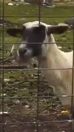 //Chévre qui crie//.