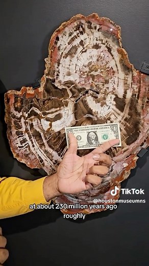 2.6K views · 91 reactions | Houston Museum of Natural Science on Reels | Facebook