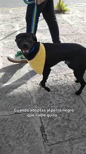 Mayra Costa | creadora de contenido on Instagram: "Mi Dinito bebé. Siempre vas a ser mi bebe asi te salgan mil canas blancas o seas siempre un viejo cascarrabias aunque tengas solo 6 añitos hasta ahora. Me robaste el corazón desde el dia que te encontre en Facebook con una foto tuya que decía "es el último negrito que me queda y nadie lo quiere" ese dia le mande la captura de pantalla a a tu papá y le dije tráemelo!!!! Te prepare una caja de zapatos con un toallon super suave y un osito. Y ahí t