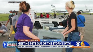 Pets escape Hurricane Laura to be adopted in Virginia