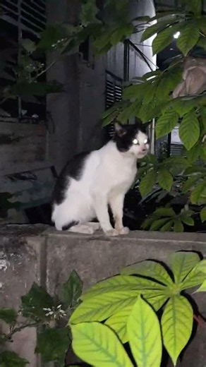 mystery haircut #cat #petlover #shorts