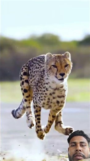 Cheetah vs Man running kon winner कमेन्ट करे @MrBeast #viral #viralvideo @Reyansh22J