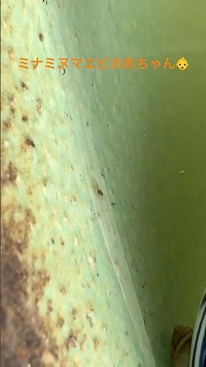 ミナミヌマエビの繁殖！ #ビオトープ アクアリウム #メダカ #めだか #medaka #メダ活 #ビオトープ #biotope #shorts