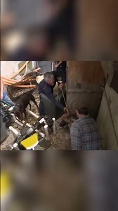 Caesar's Dog Training: Ovechkin's Muzzle & Pack Intro! #shorts