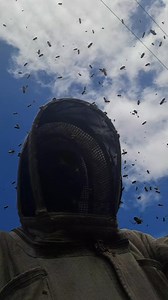 2.8K reactions · 401 shares | How to escape angry bees. #beemandiaries #Guyana @highlight | Francis Michael Bailey | Facebook