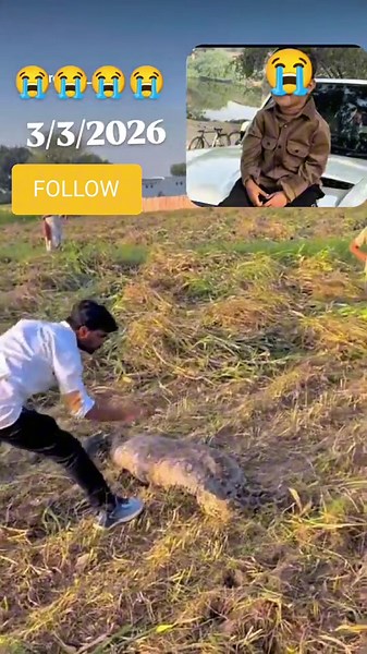 Child Swallowed by Python