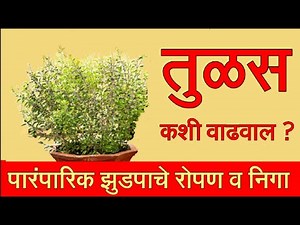 Tulasi che zad kase lavave | tulasi che mahatva | marathi | Tulasi che upyog | Types uses and care