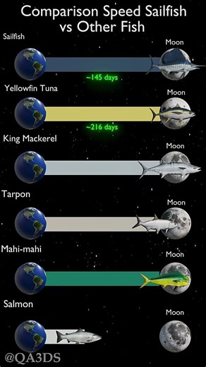Comparison Speed Sailfish vs Other Fish #planet #3d #space #universe #3dplanet #nasa