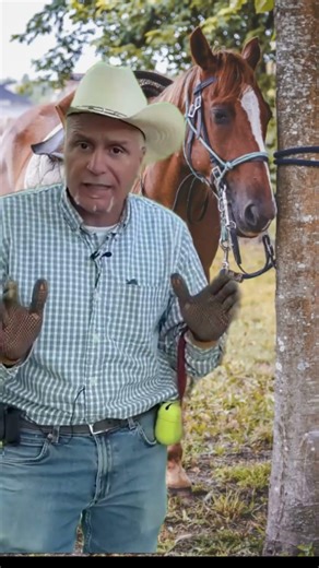 Partnership with the horse