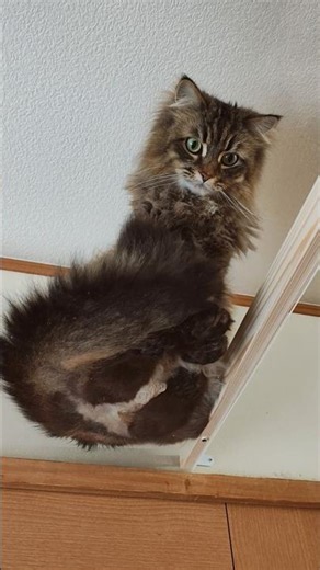 キャットウォークと肉球観察台を設置した【サイベリアン】 #cat #siberian #サイベリアン #ねこ