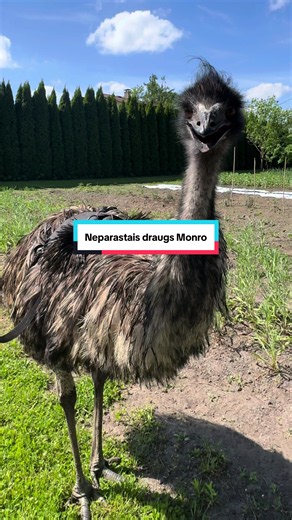 Unusual friend Monro — visit Latvia emu meet-and-greet