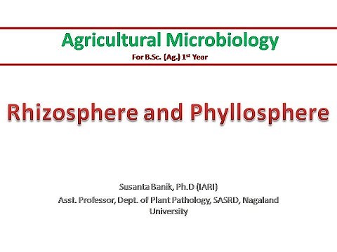 Rhizosphere and Phyllosphere | Introductory concepts and differences | Rhizoplane and Phylloplane