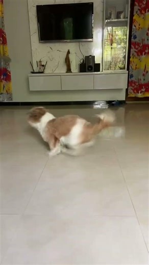 Cute Fake Throw reaction😂🐶 | dog playing fetch shihtzu video