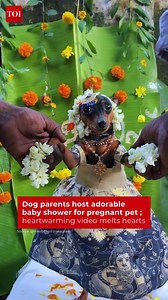 “Mom to be…” 🐾💛 Dog parents celebrate their pregnant pet with an adorable baby shower, complete with traditional rituals. 🎥 @inkofjithin/ Instagram #PetBabyShower #DogMom #PetParents #ViralVideo #Dogs | The Times of India | India