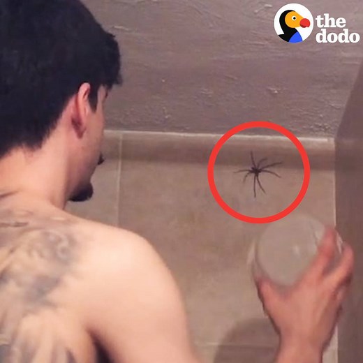 These people are spider HEROES 🕷💜 | The Dodo