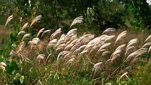 Silver Grass, Wind, Reed. Free Stock Video