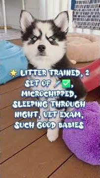 Where Did the Summer Go? Pomsky Puppies Ready to Fall Into Family Life 🍂🐾 #pomskypuppies