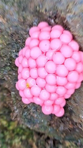 The Incredible Life Cycle of a Snail Begins