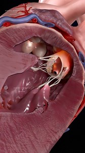 Close Up of a Beating Heart | (Lateral)🫀 . . . . . . The human heart is a vital organ that pumps blood throughout the body, supplying oxygen and nutrients while removing carbon dioxide and waste products. Here are some key points about the human heart: Anatomy: The heart has four chambers: two upper atria and two lower ventricles. The right side pumps deoxygenated blood to the lungs, while the left side pumps oxygenated blood to the rest of the body. Valves: There are four main valves (tricuspi